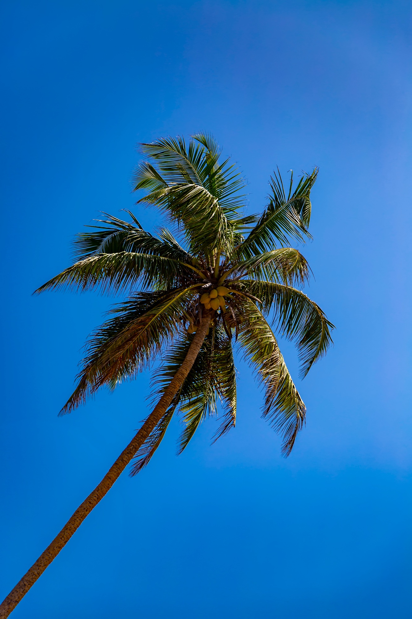 Palm tree under the blue sky